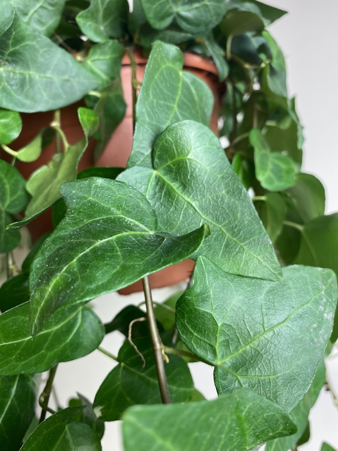 Hedera Mein Herz M
