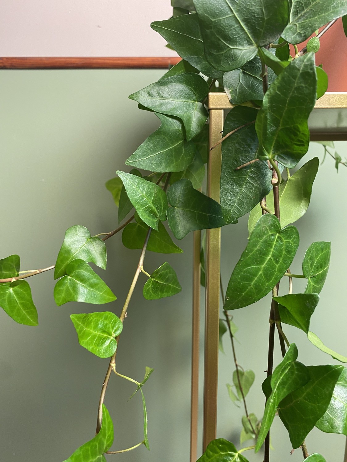 Hedera Mein Herz M