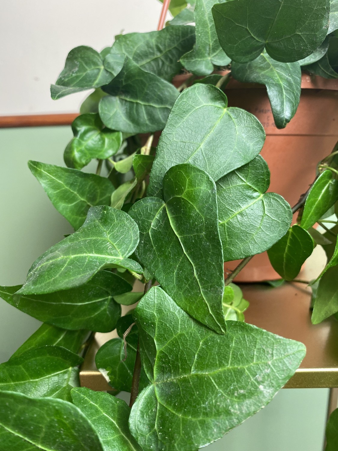 Hedera Mein Herz M