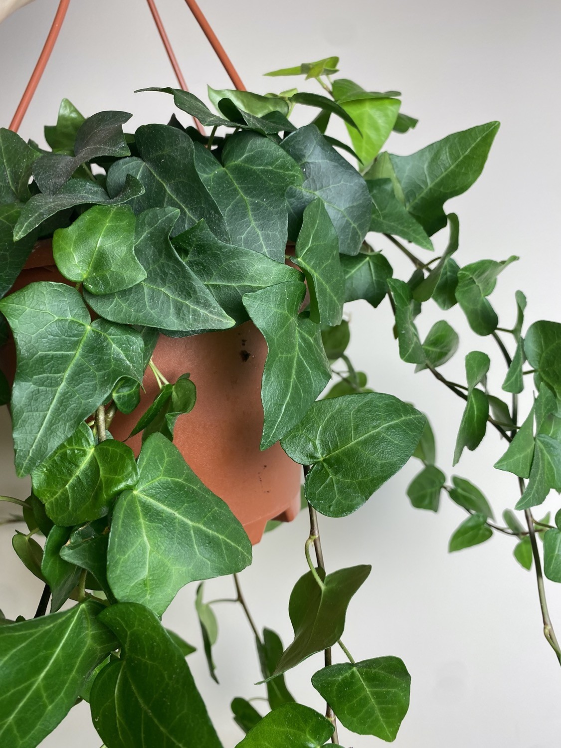 Hedera Mein Herz M