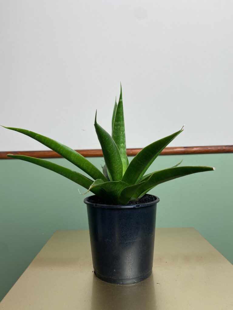 Sansevieria Star Iguana