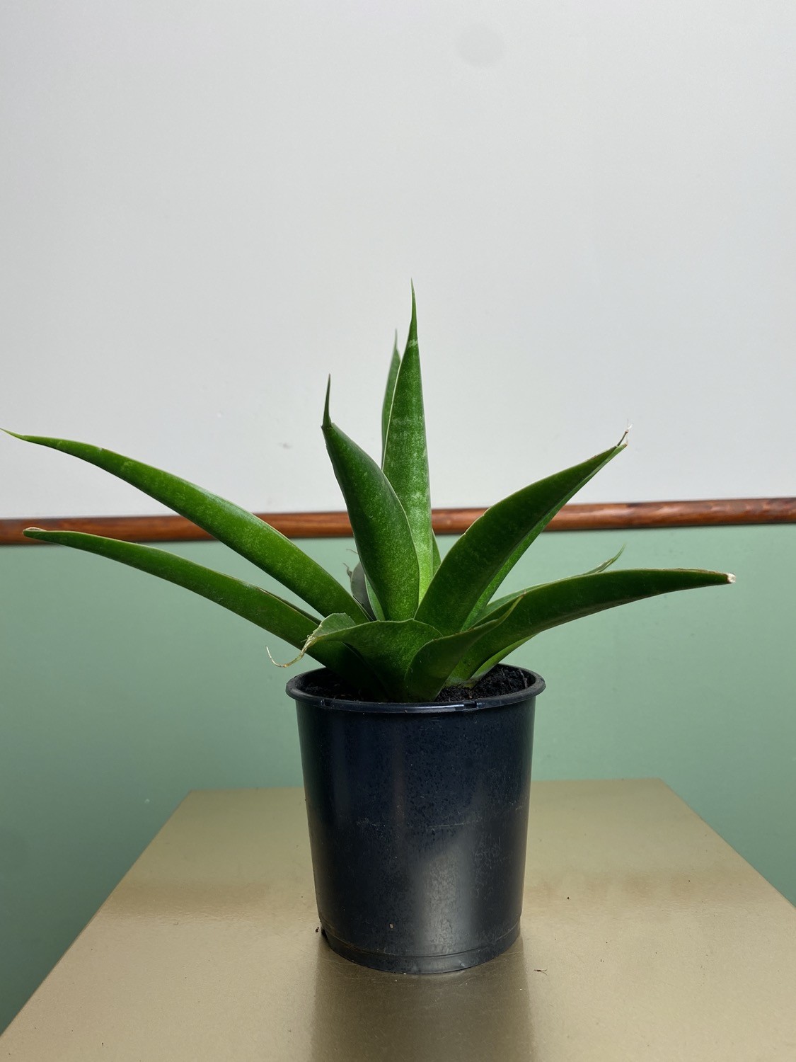 Sansevieria Star Iguana