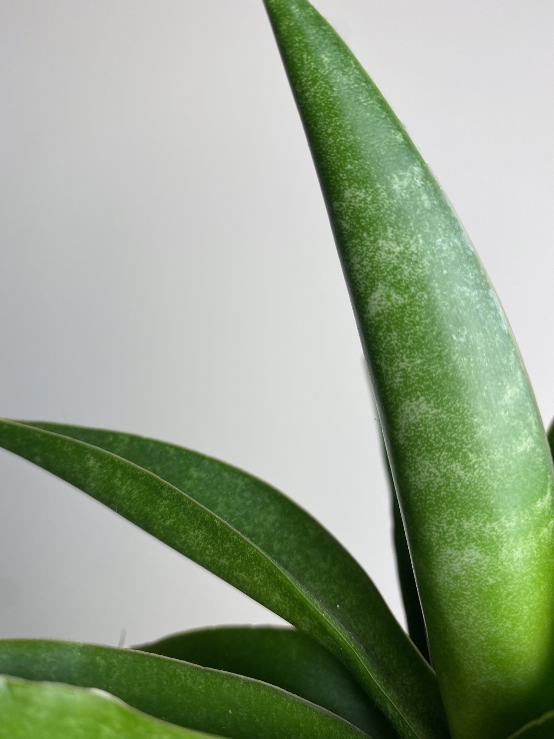 Sansevieria Star Iguana
