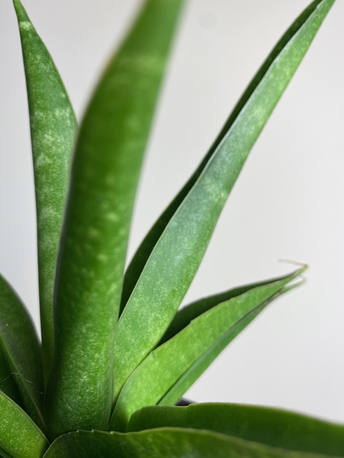 Sansevieria Star Iguana