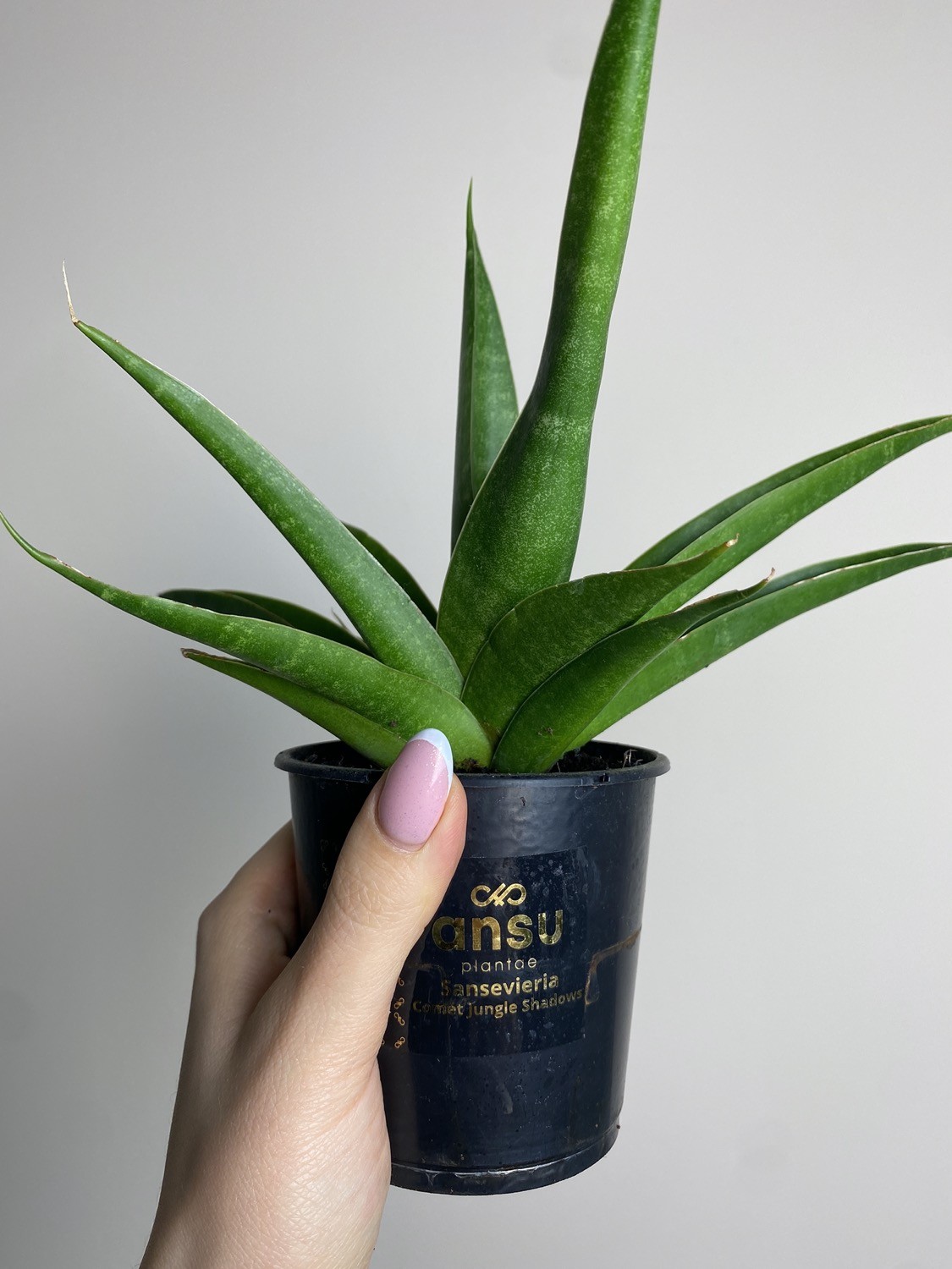 Sansevieria Star Iguana