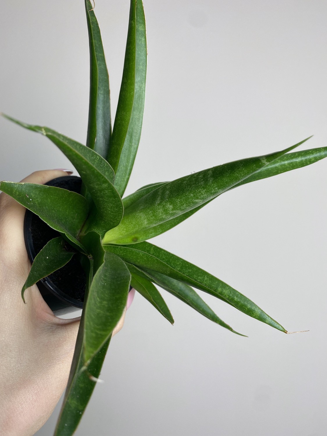 Sansevieria Star Iguana