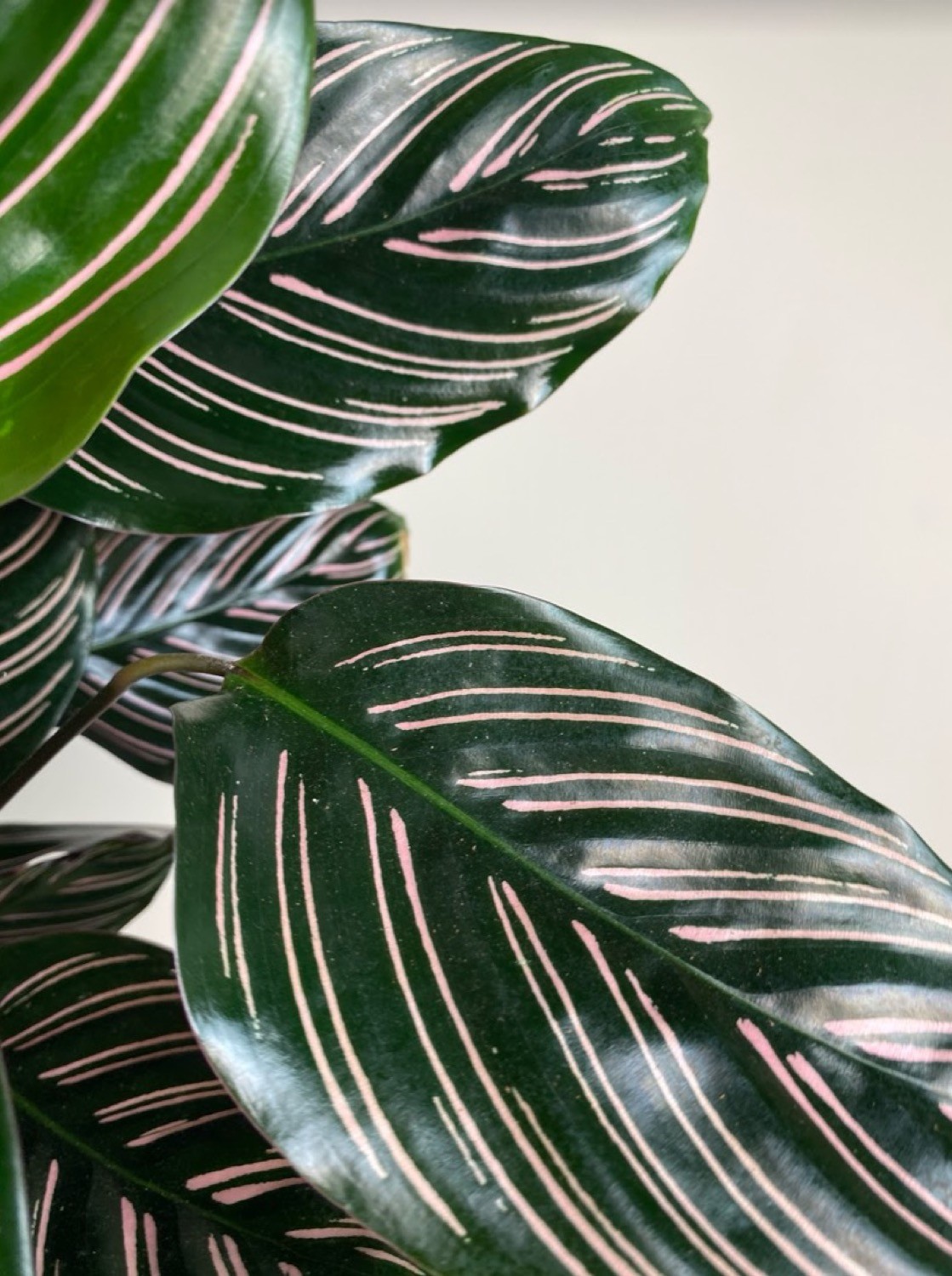 Calathea Sanderiana