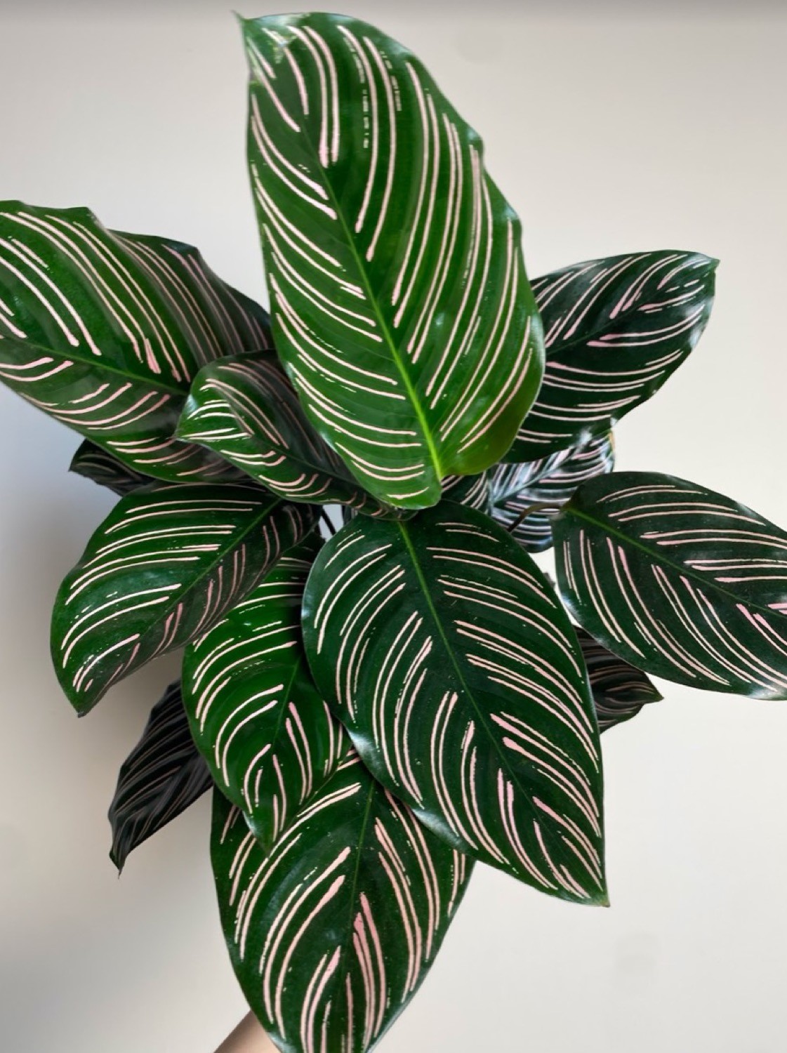 Calathea Sanderiana