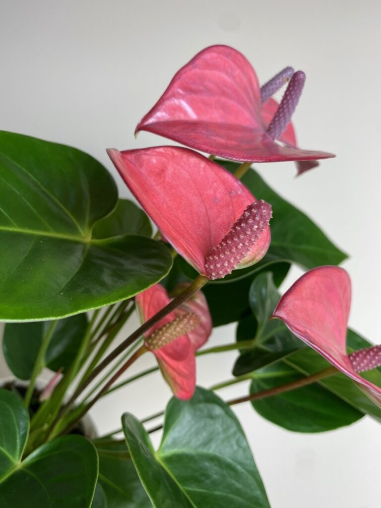 Anthurium Champion Pink