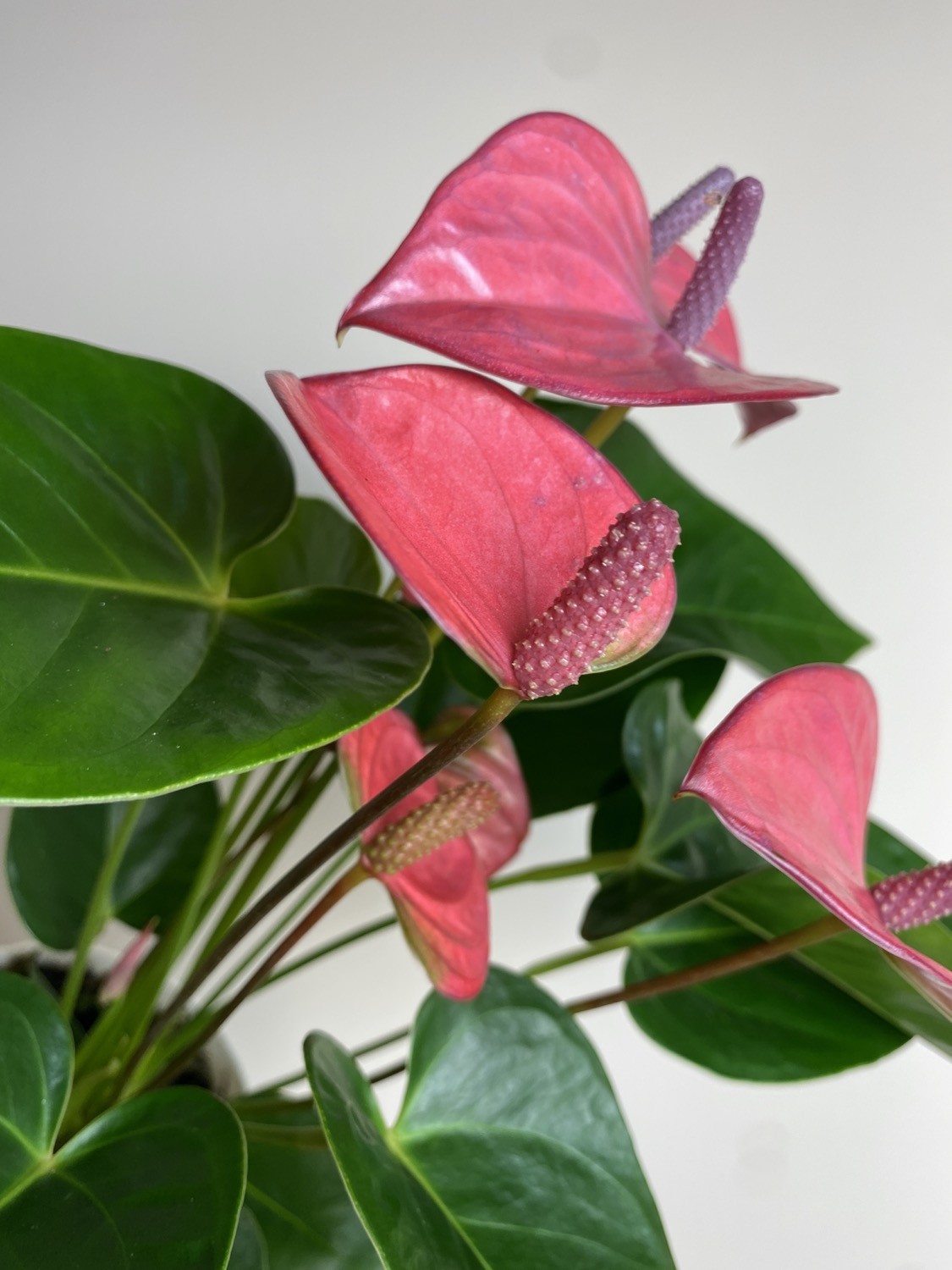 Anthurium Champion Pink