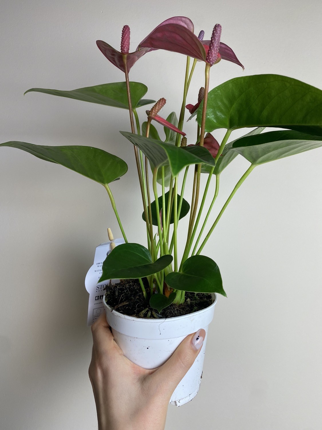 Anthurium Champion Pink