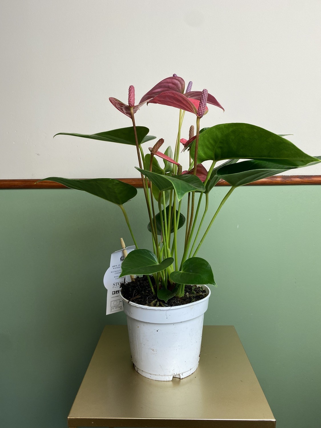 Anthurium Champion Pink