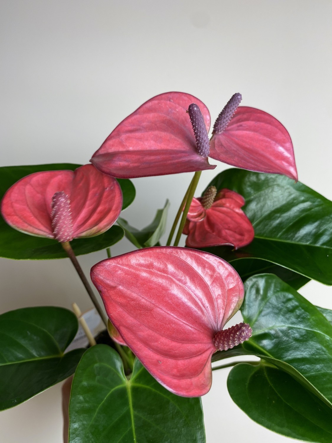 Anthurium Champion Pink