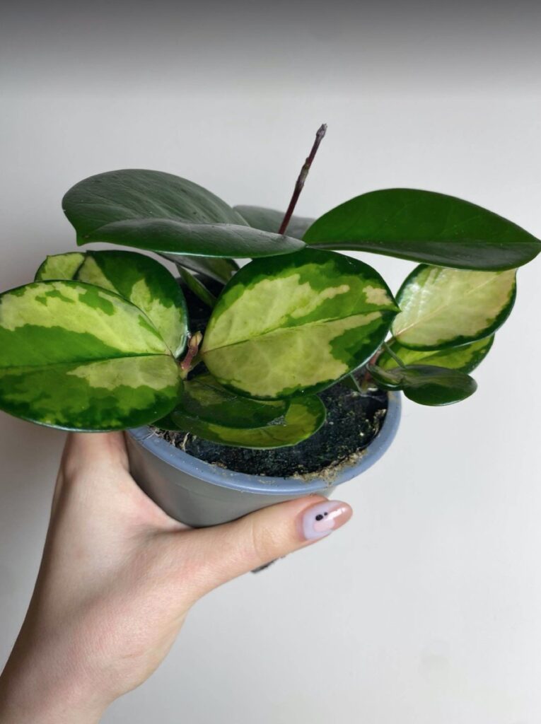 Hoya australis Lisa