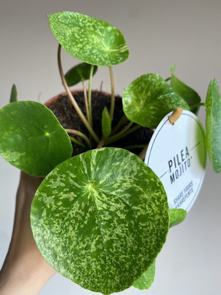 Pilea Peperomioides Mojito Variegata
