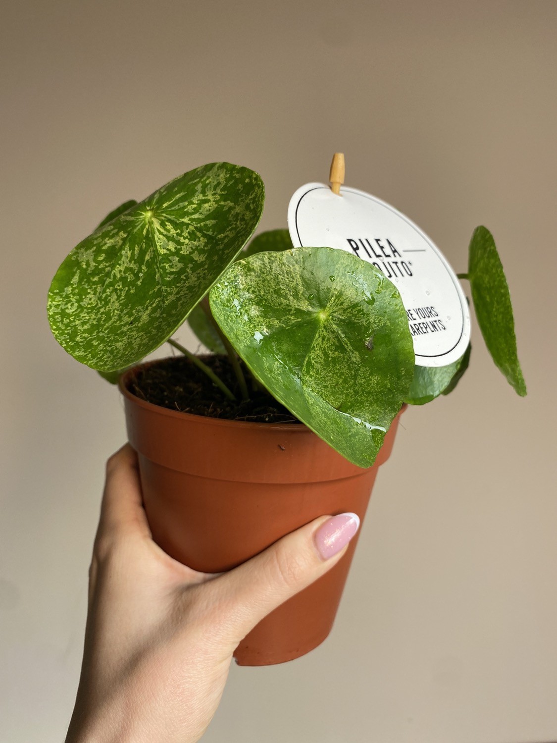 Pilea Peperomioides Mojito Variegata