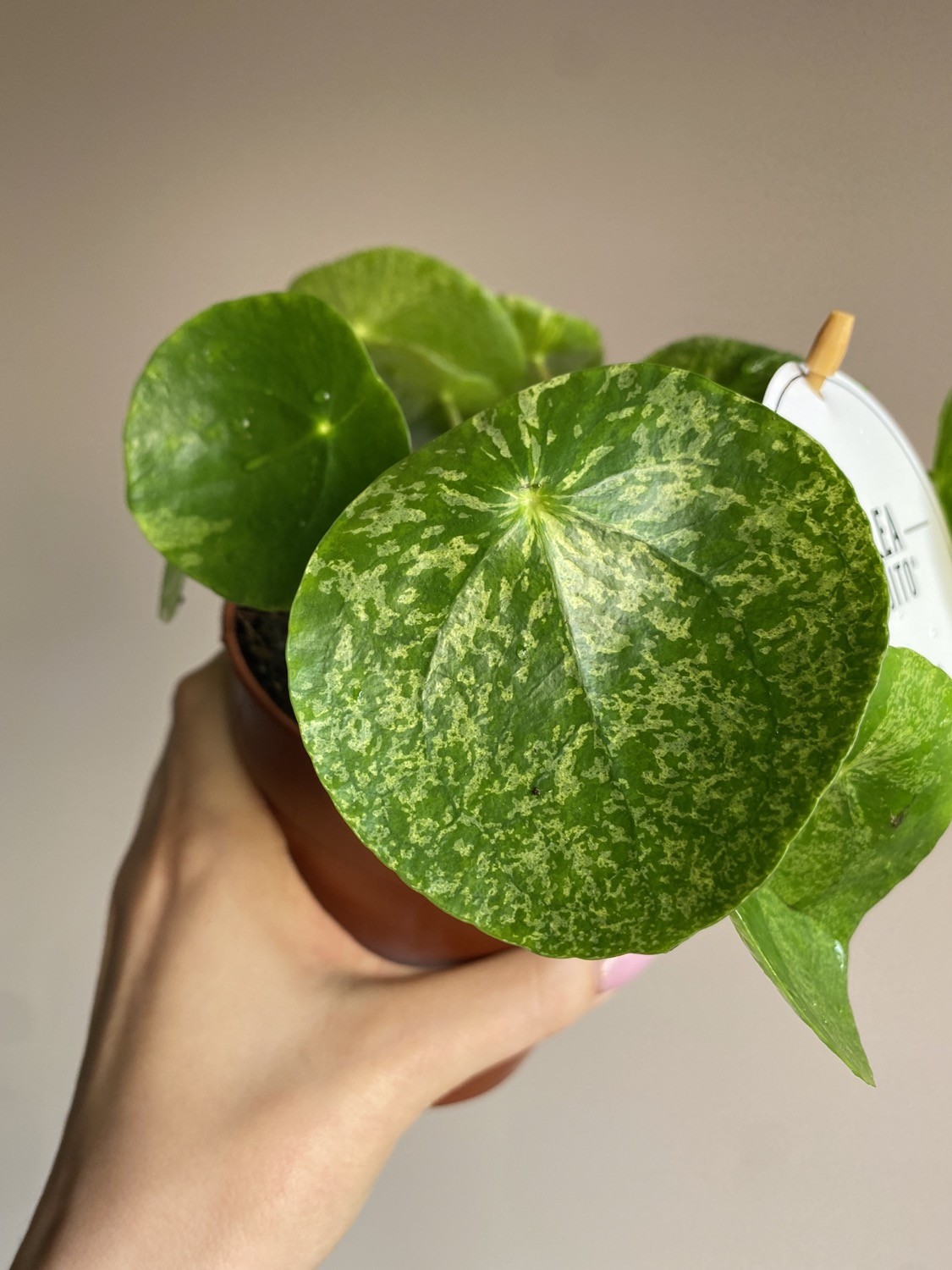 Pilea Peperomioides Mojito Variegata