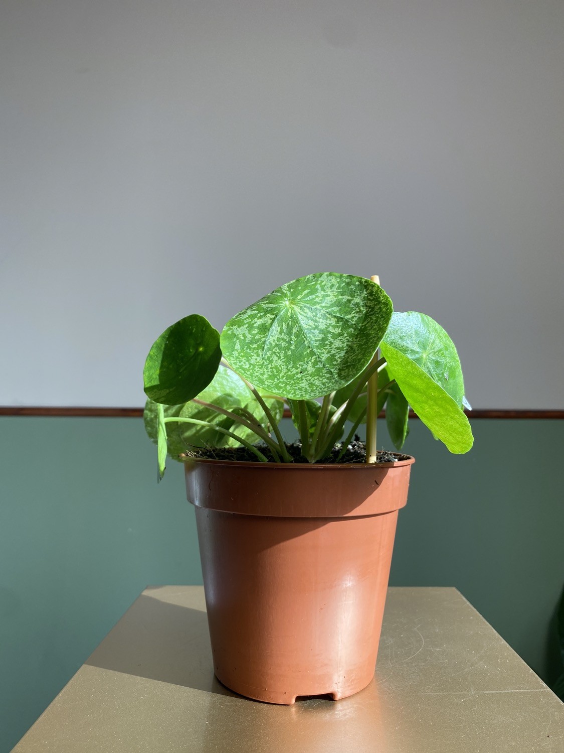 Pilea Peperomioides Mojito Variegata