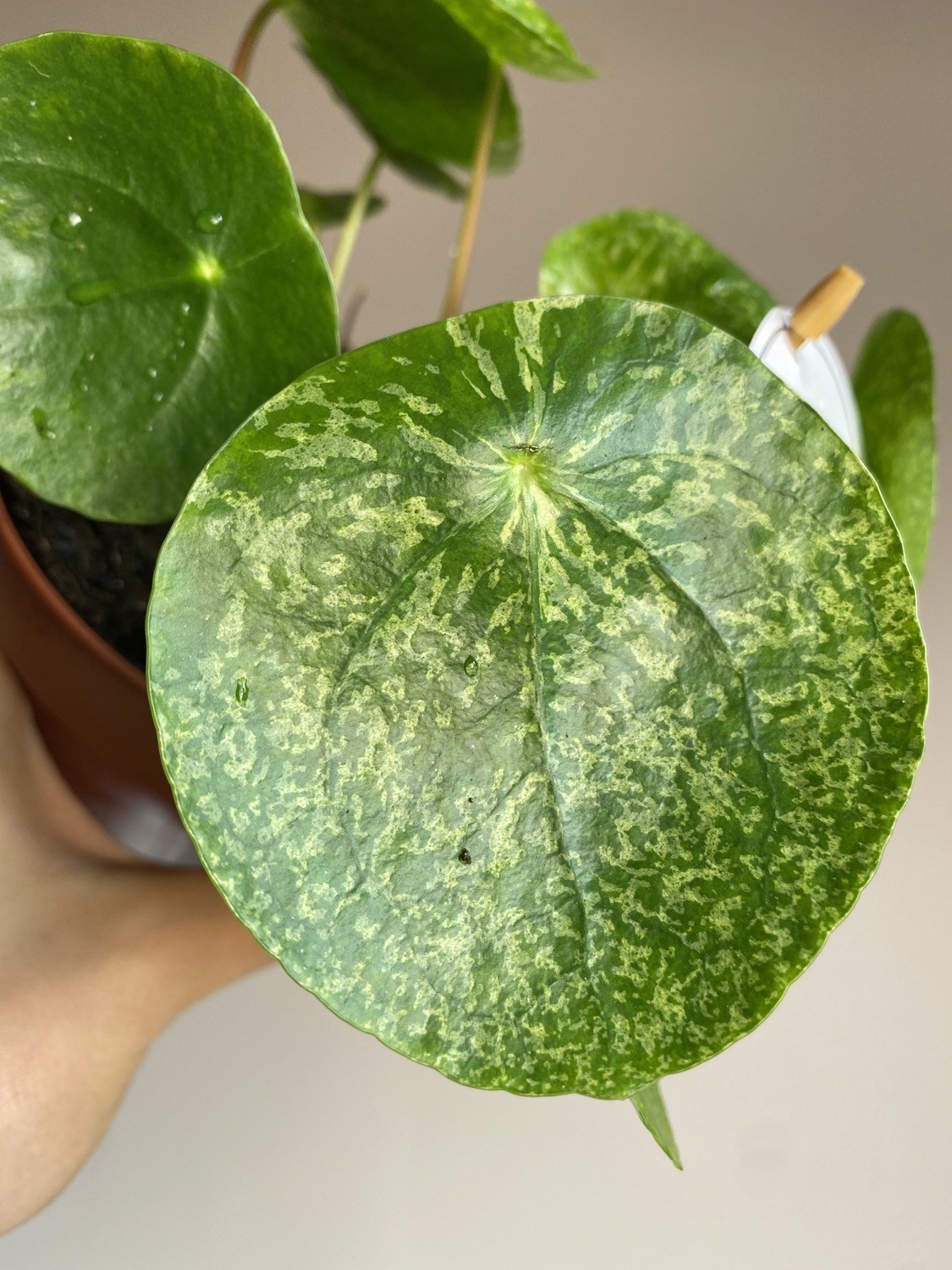 Pilea Peperomioides Mojito Variegata