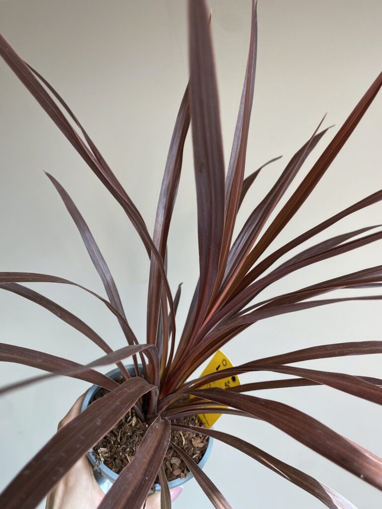 Cordyline lustr. Red Star