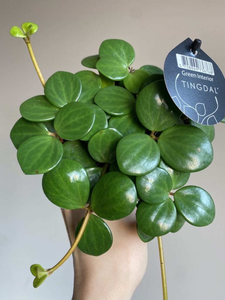Peperomia Pecunii
