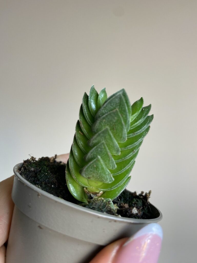 Crassula Buddhas Temple