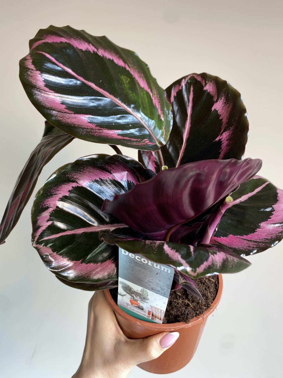 Calathea Black Lipstick