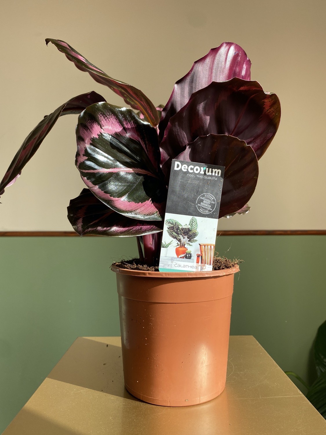Calathea Black Lipstick