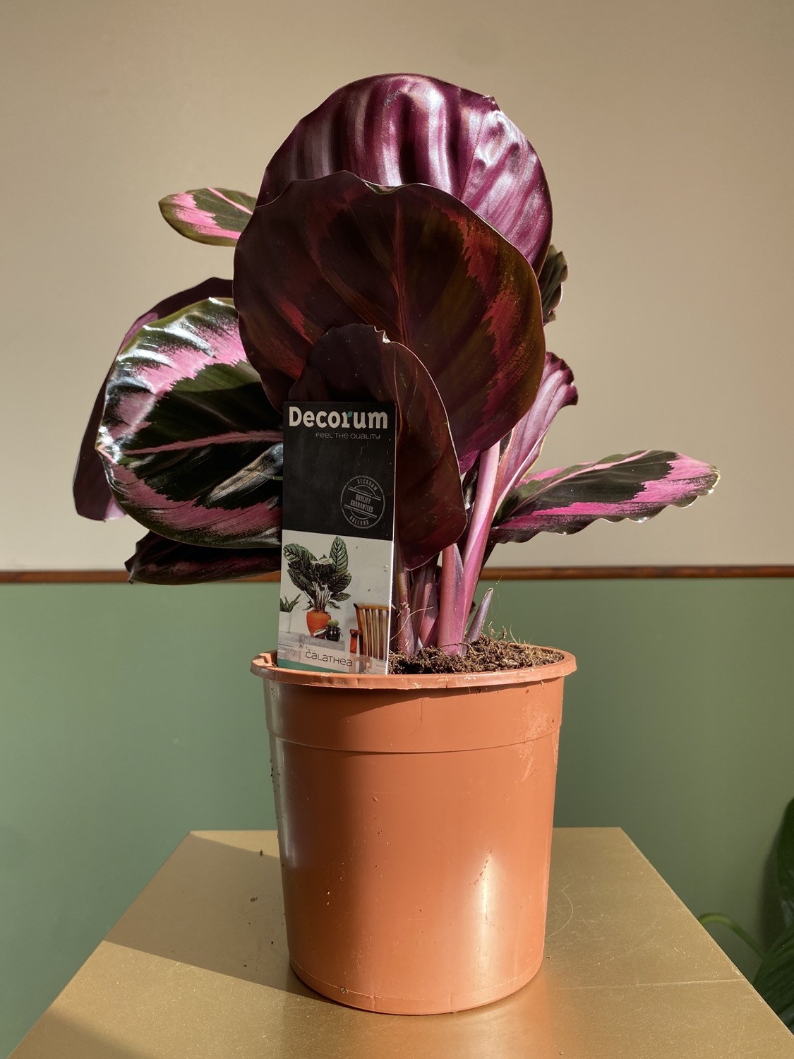 Calathea Black Lipstick