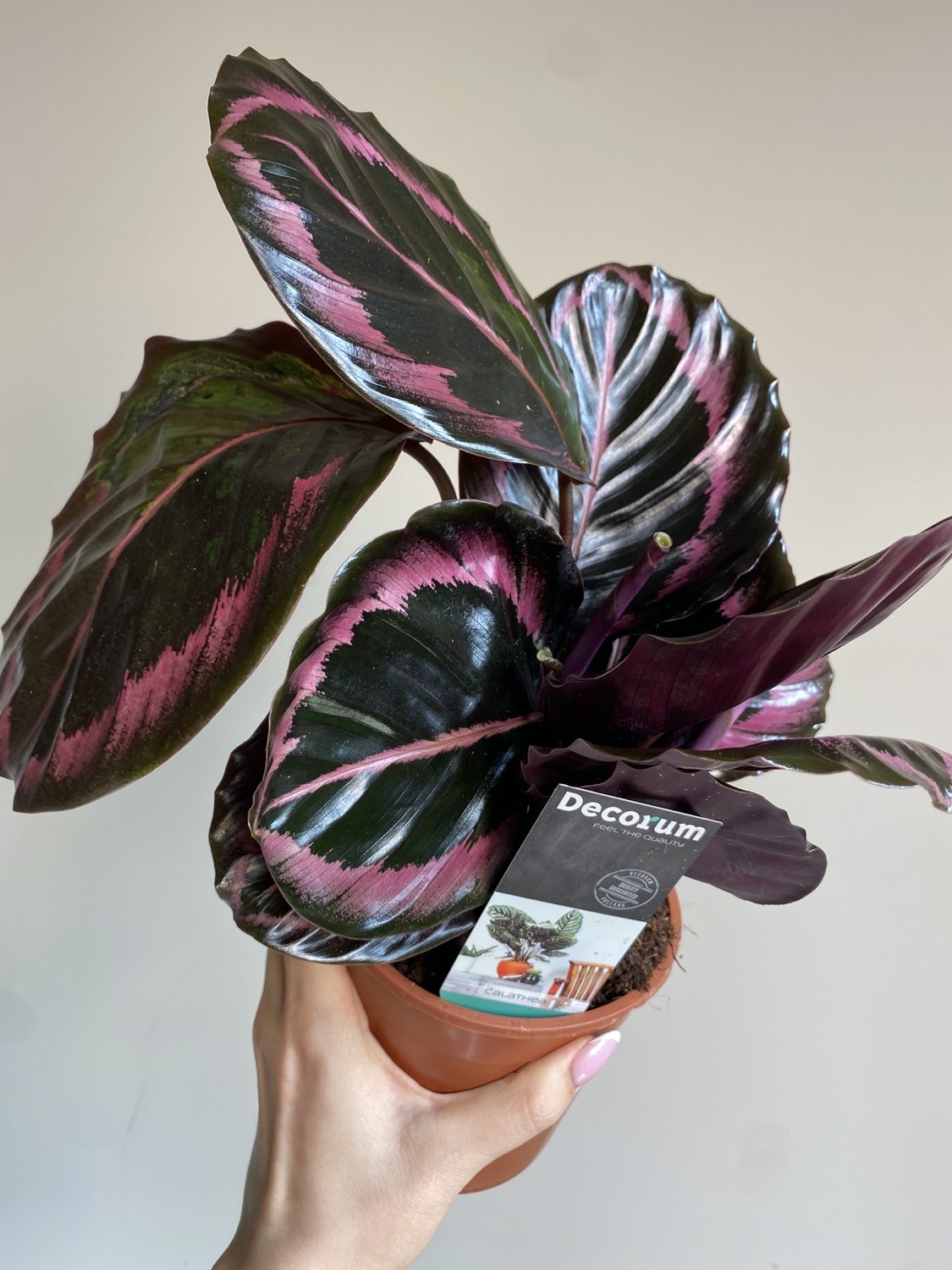 Calathea Black Lipstick