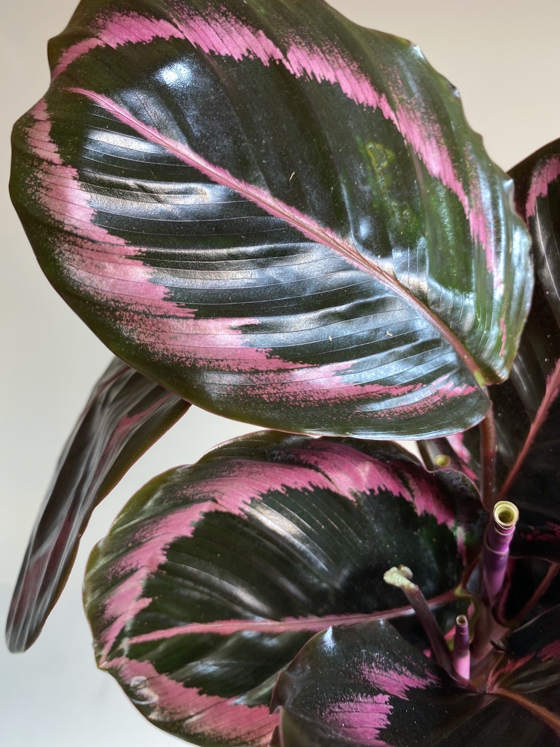 Calathea Black Lipstick