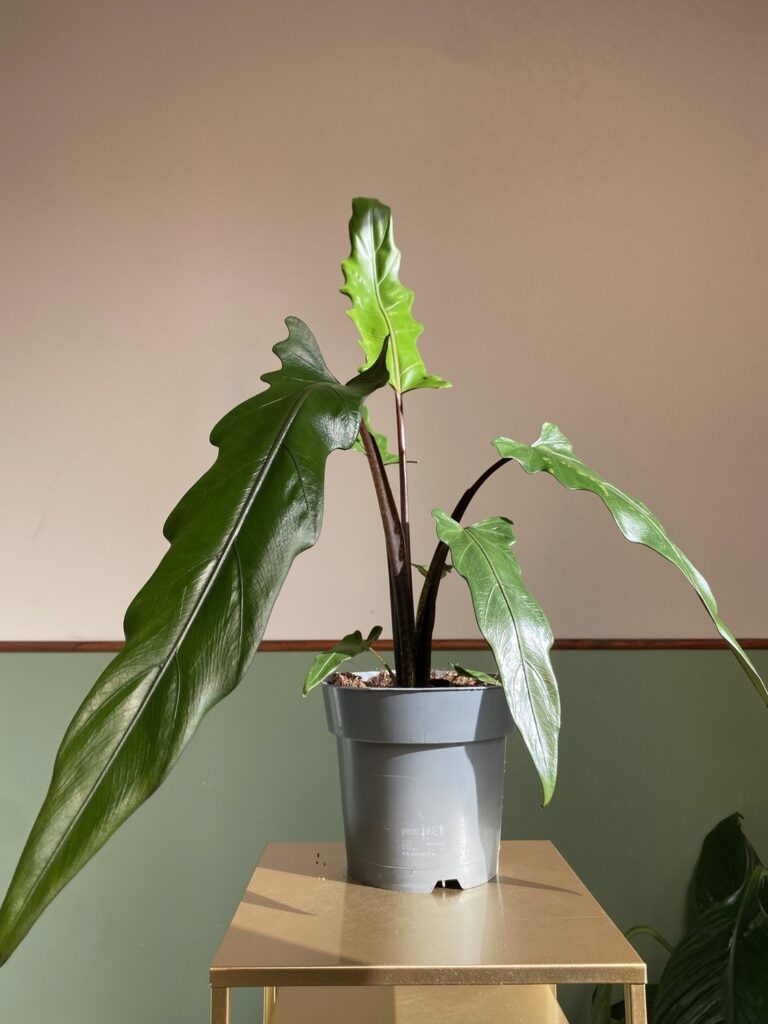 Alocasia lauterbachiana