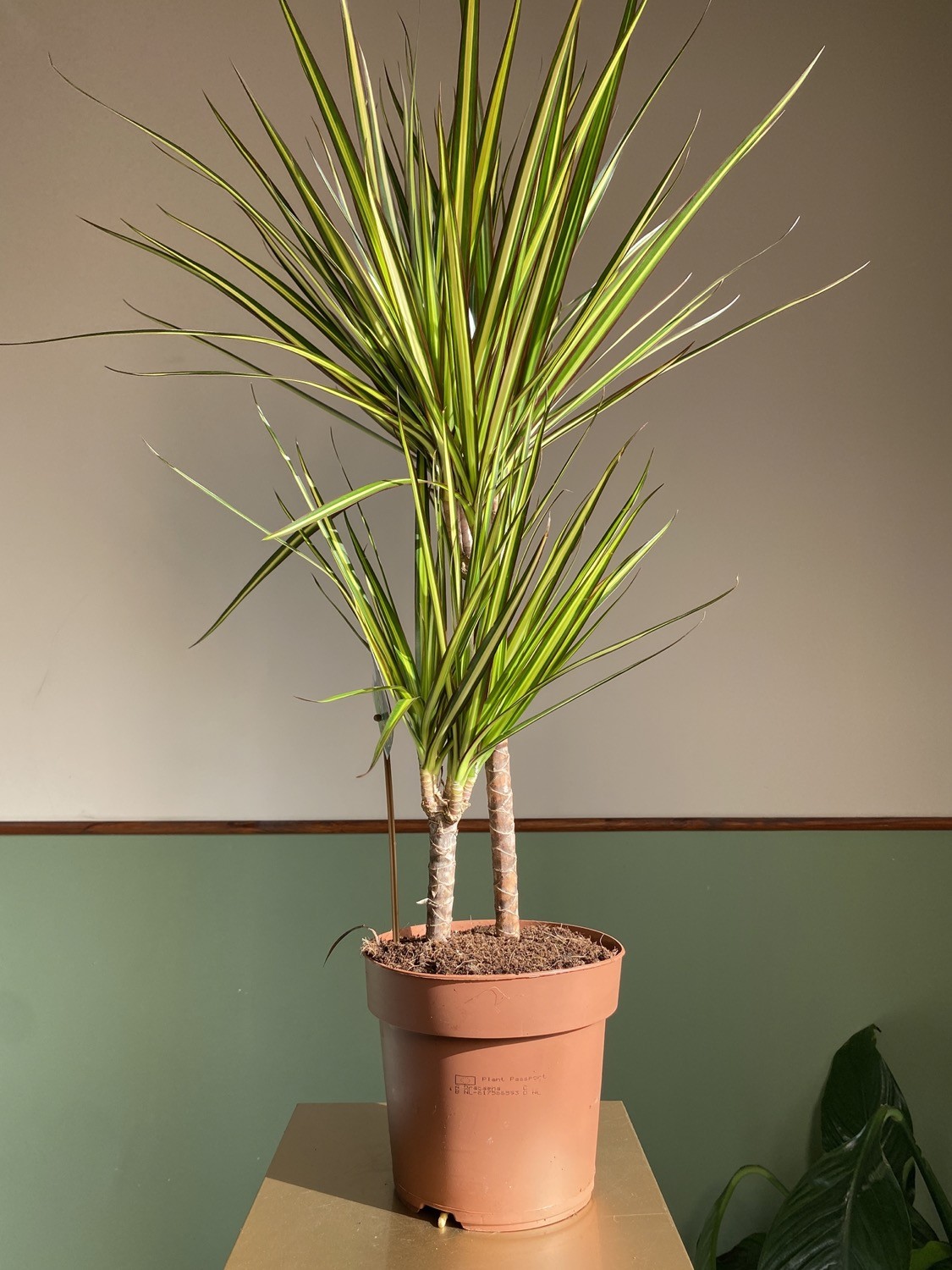 Dracena marginata ‘Sunray’