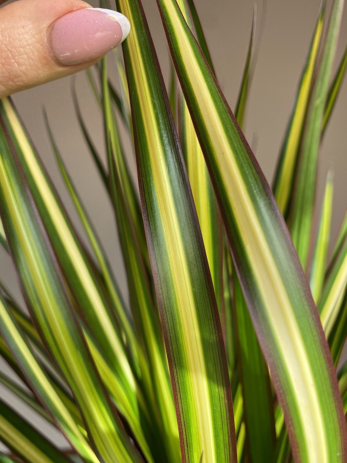 Dracena marginata ‘Sunray’