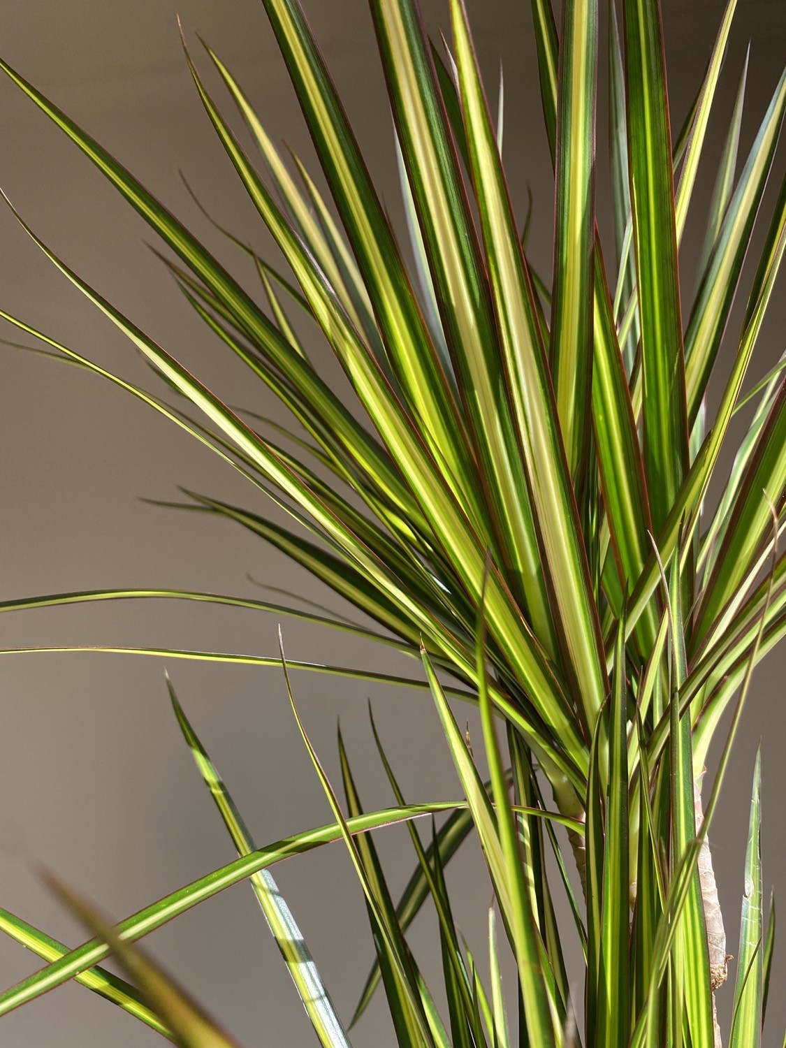 Dracena marginata ‘Sunray’