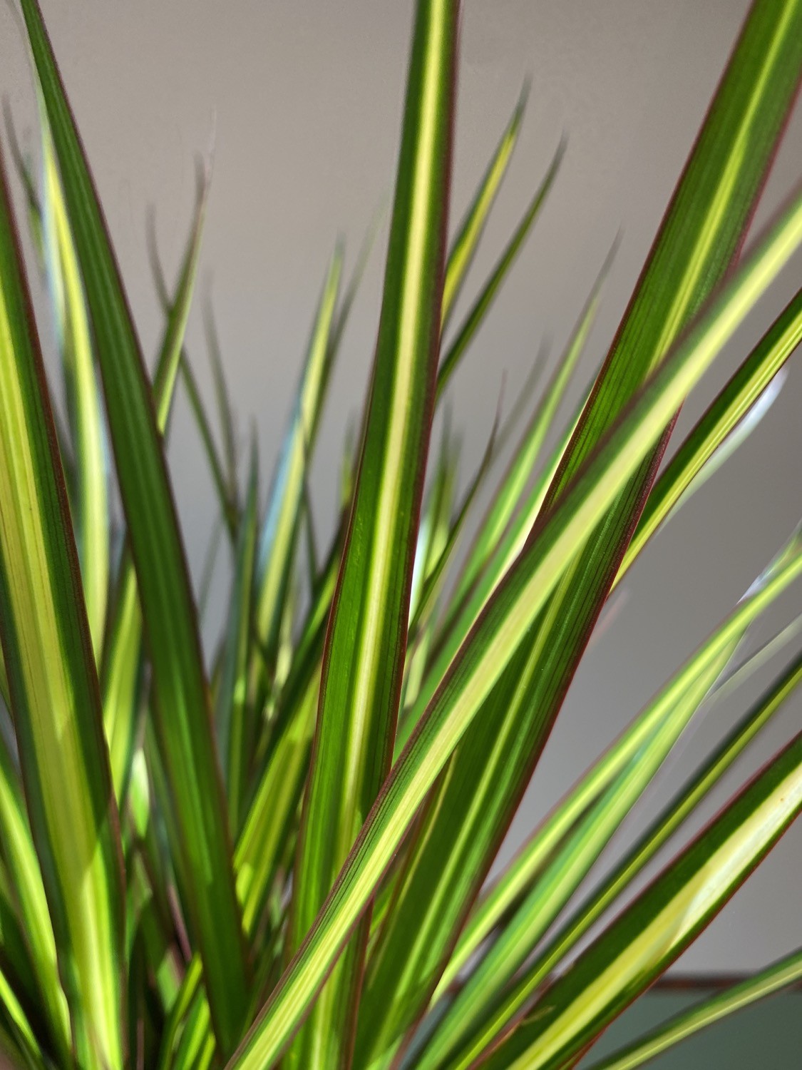 Dracena marginata ‘Sunray’