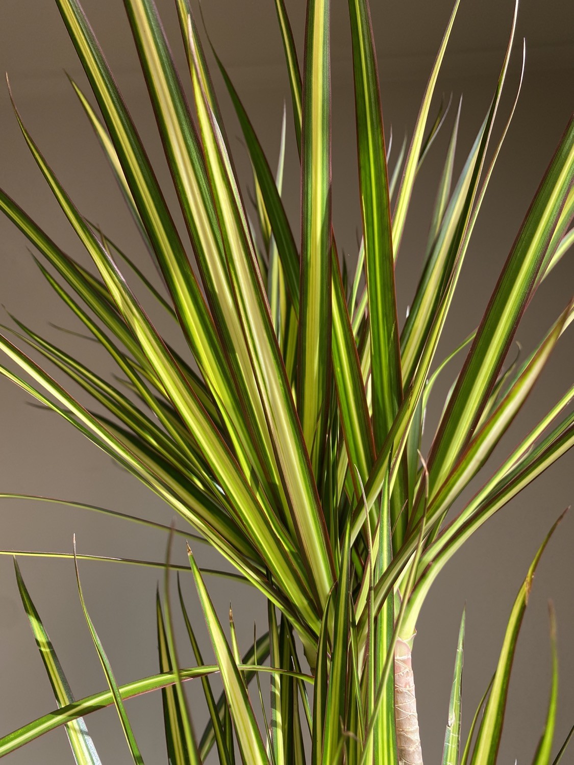 Dracena marginata ‘Sunray’
