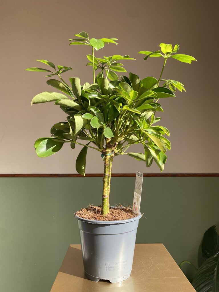 Schefflera arb. Gold Capella