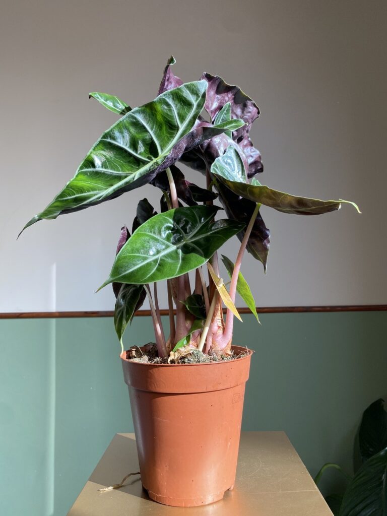 Alocasia Pink L