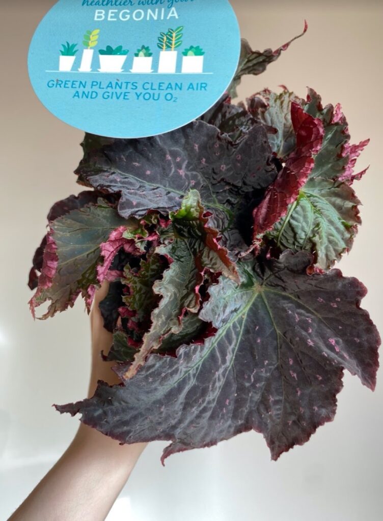 Begonia foliage rex Royal Velour