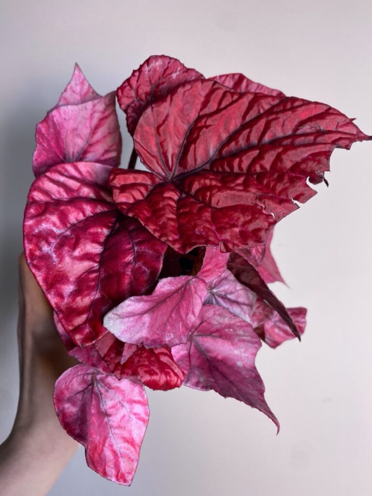 Begonia Inca Flame