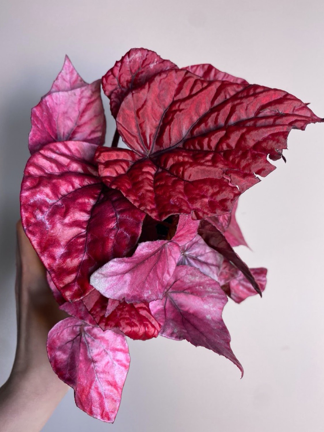 Begonia Inca Flame