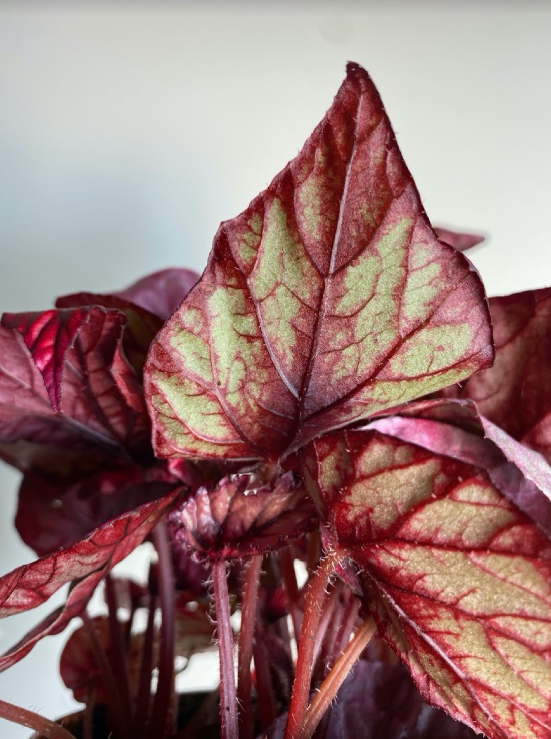Begonia Inca Flame