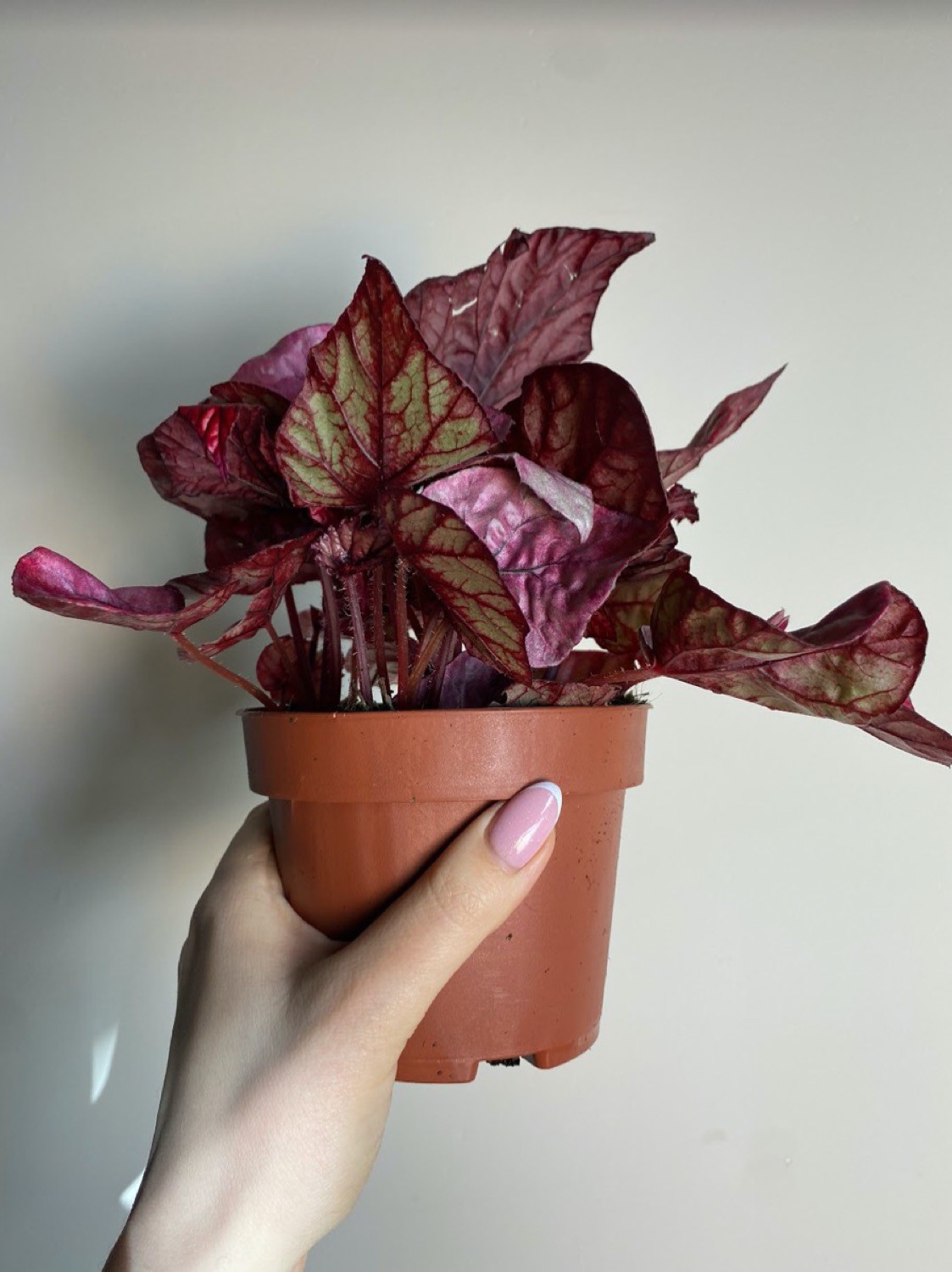 Begonia Inca Flame