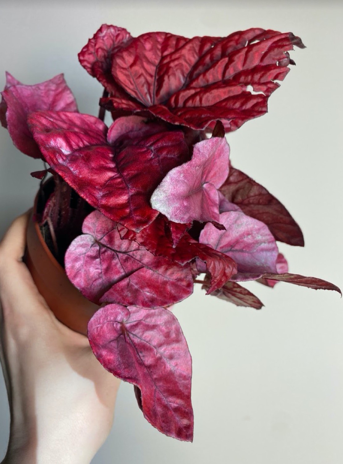 Begonia Inca Flame