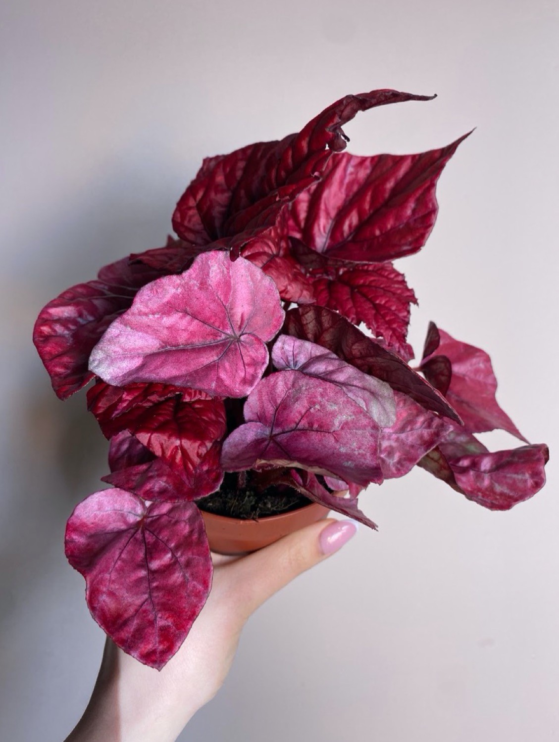 Begonia Inca Flame