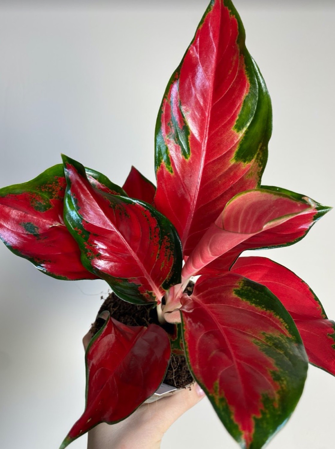 Aglaonema Star Red