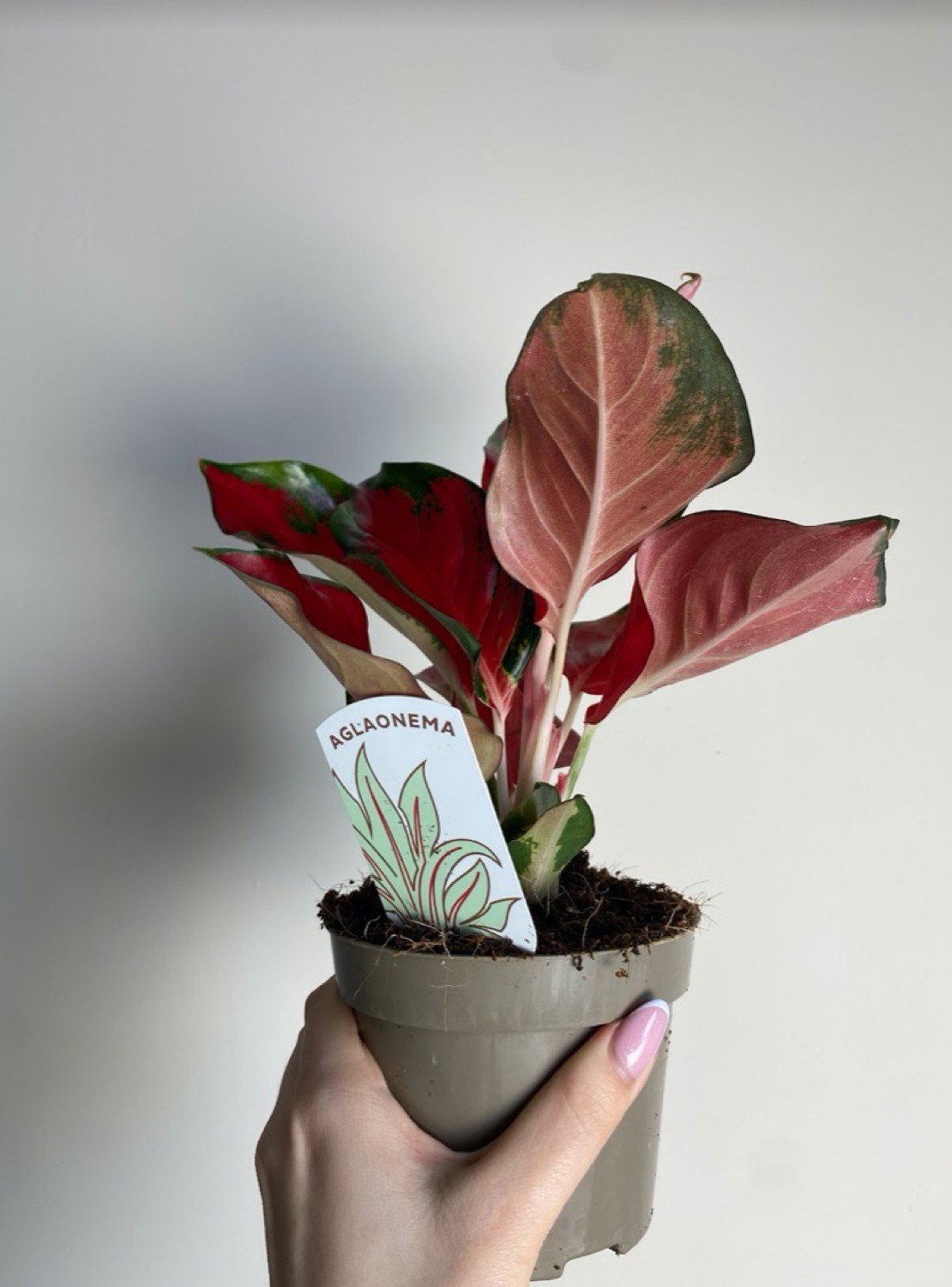 Aglaonema Star Red