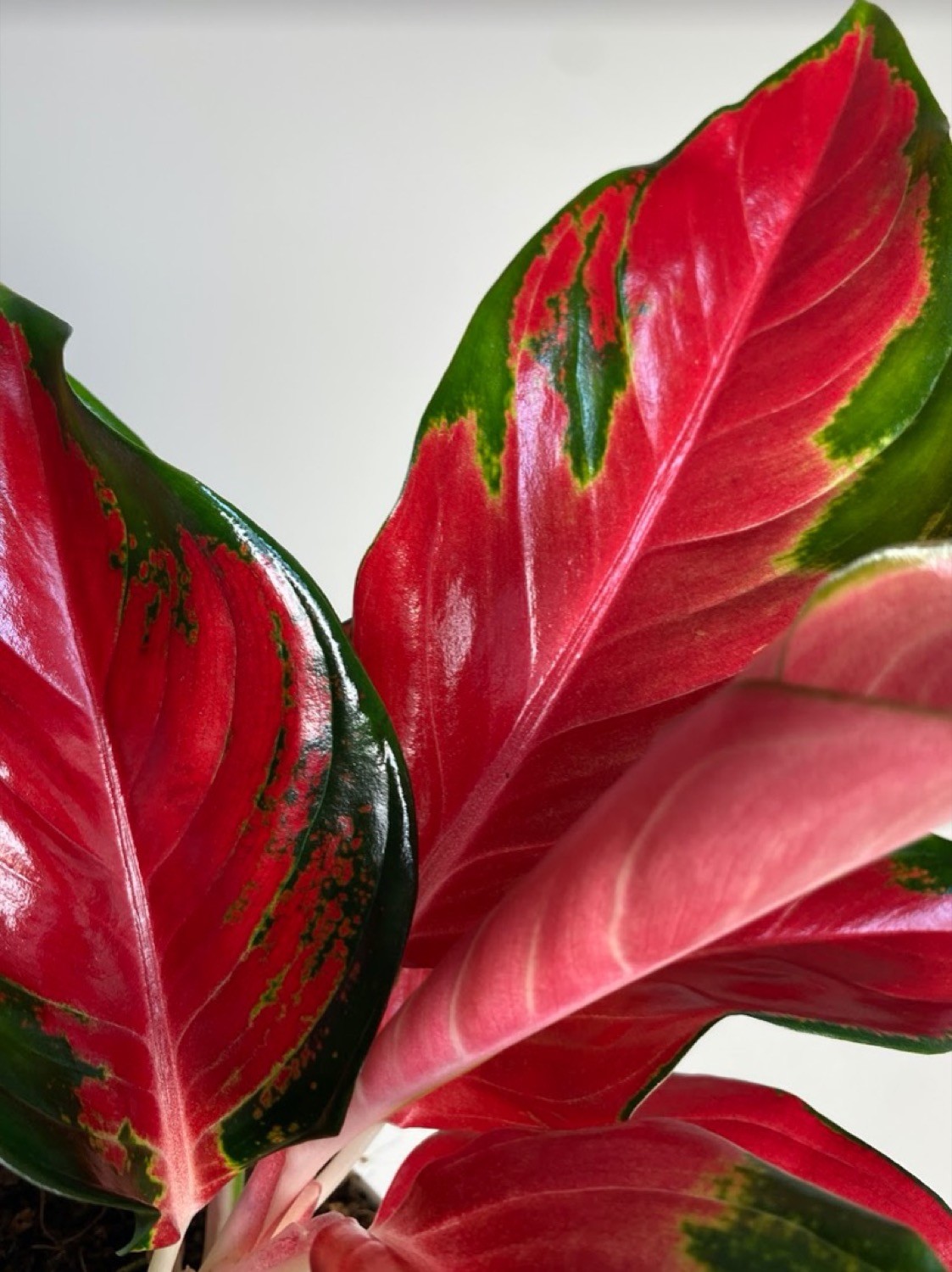 Aglaonema Star Red