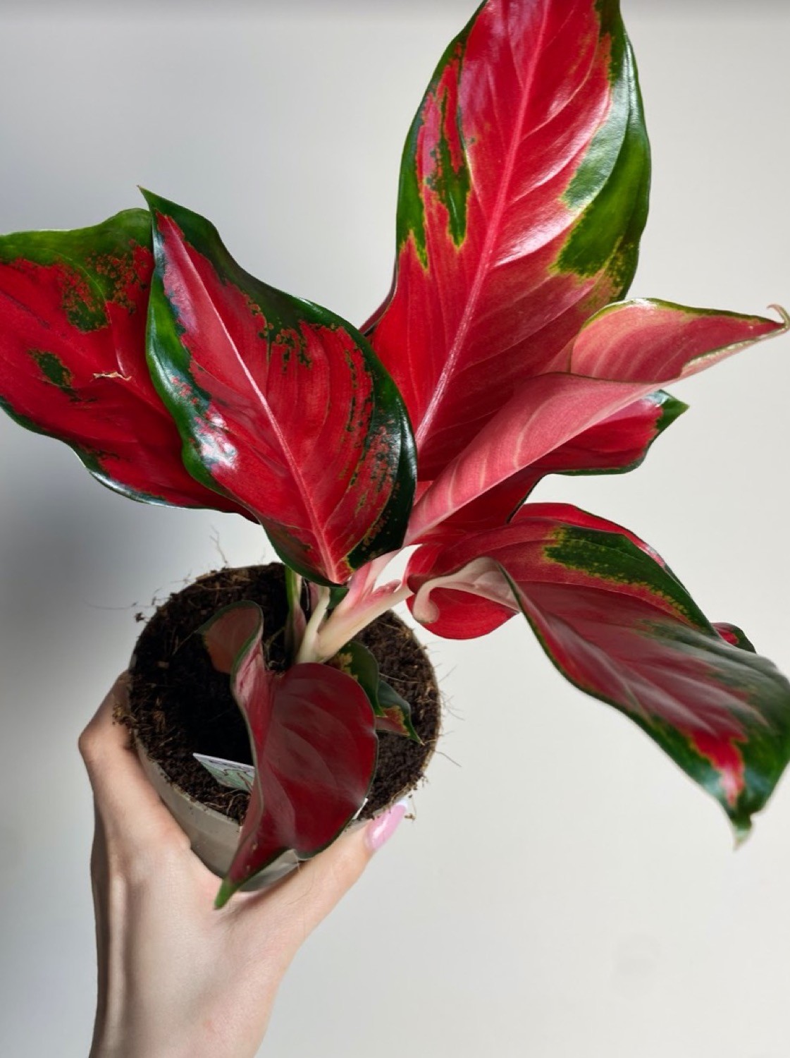 Aglaonema Star Red